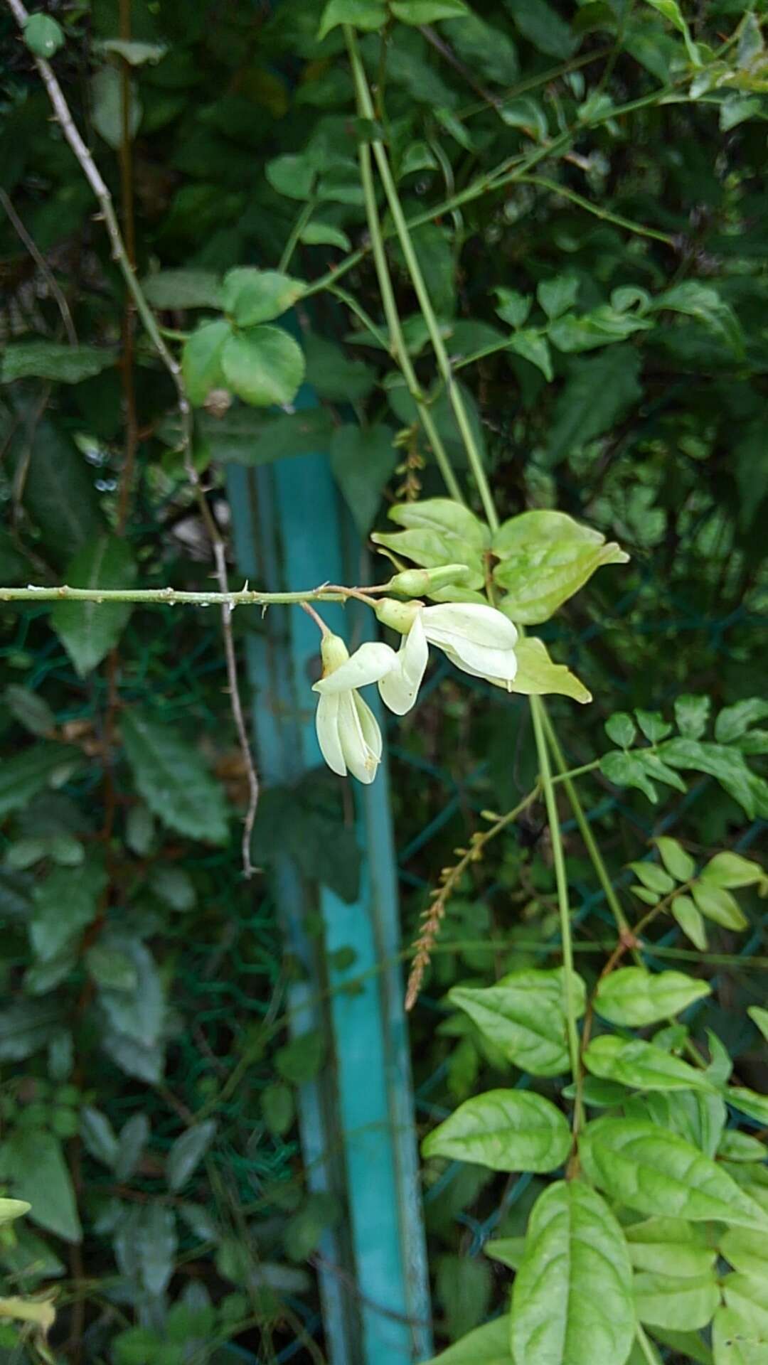 Image of Wisteriopsis japonica