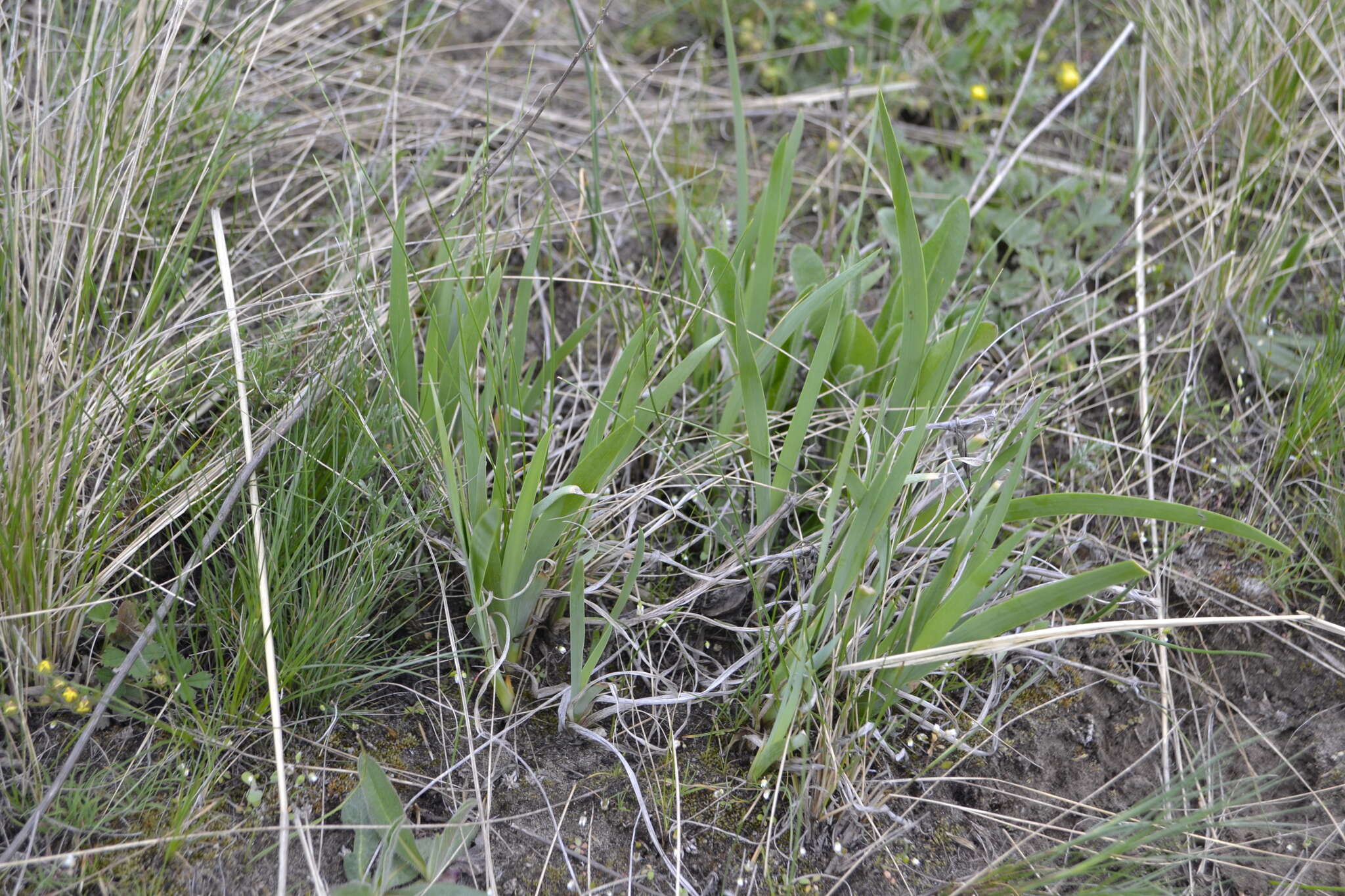 Plancia ëd Iris arenaria Waldst. & Kit.