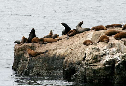 Image of Sea Lion