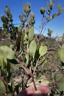 Image of Del Mar manzanita