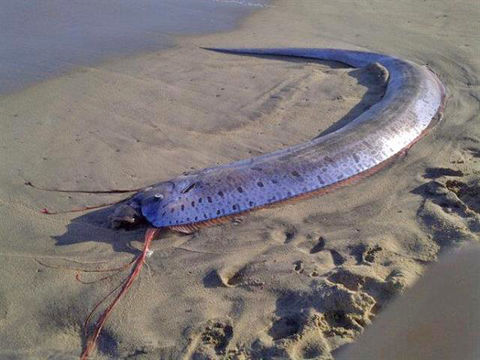 Image of Giant Oarfish