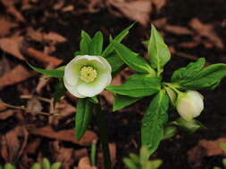 Image of lenten-rose