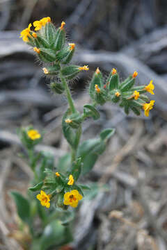 Image of bristly fiddleneck