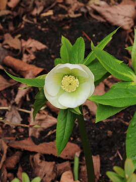 Image of lenten-rose