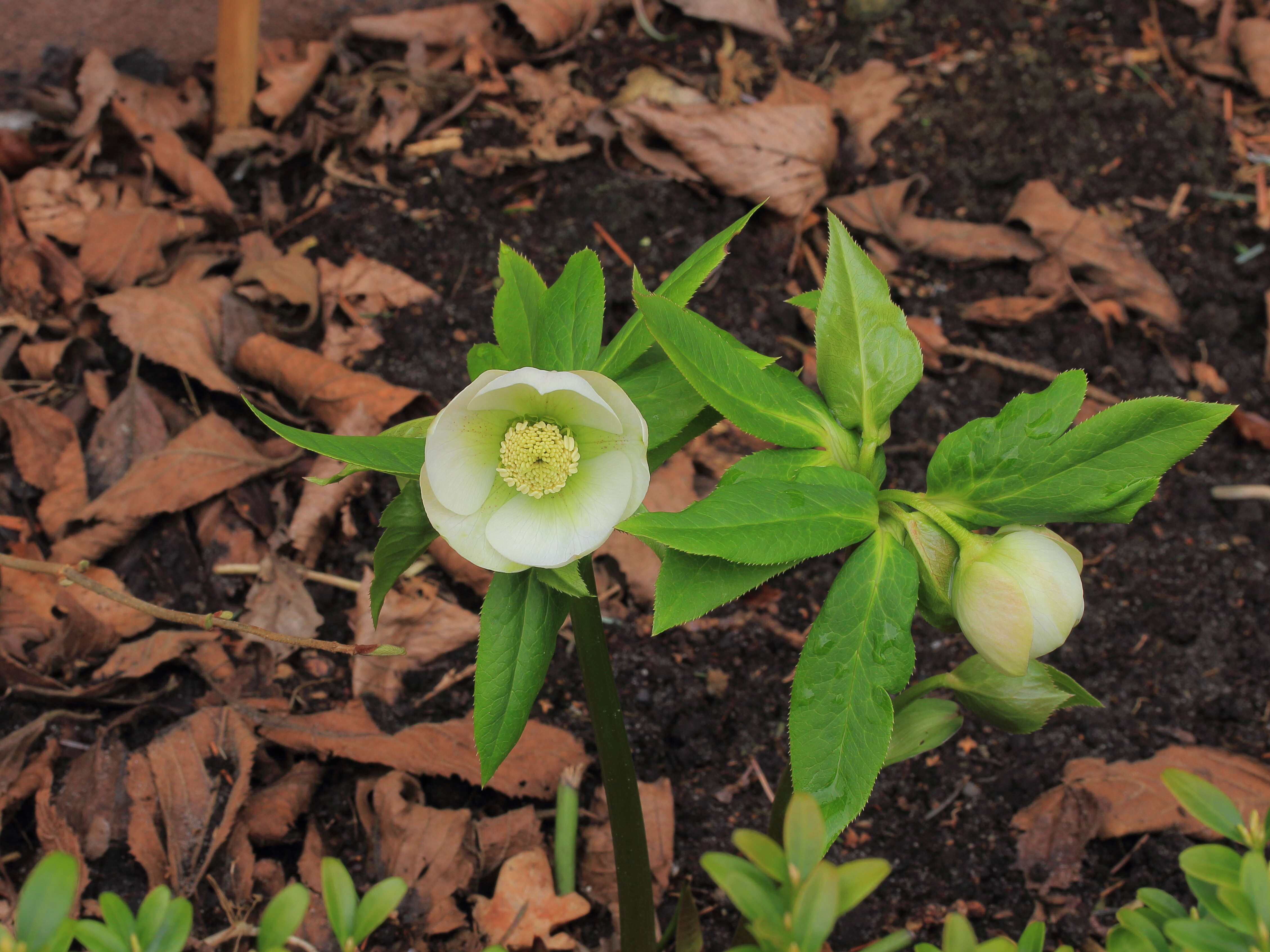 Image de Rose de carême