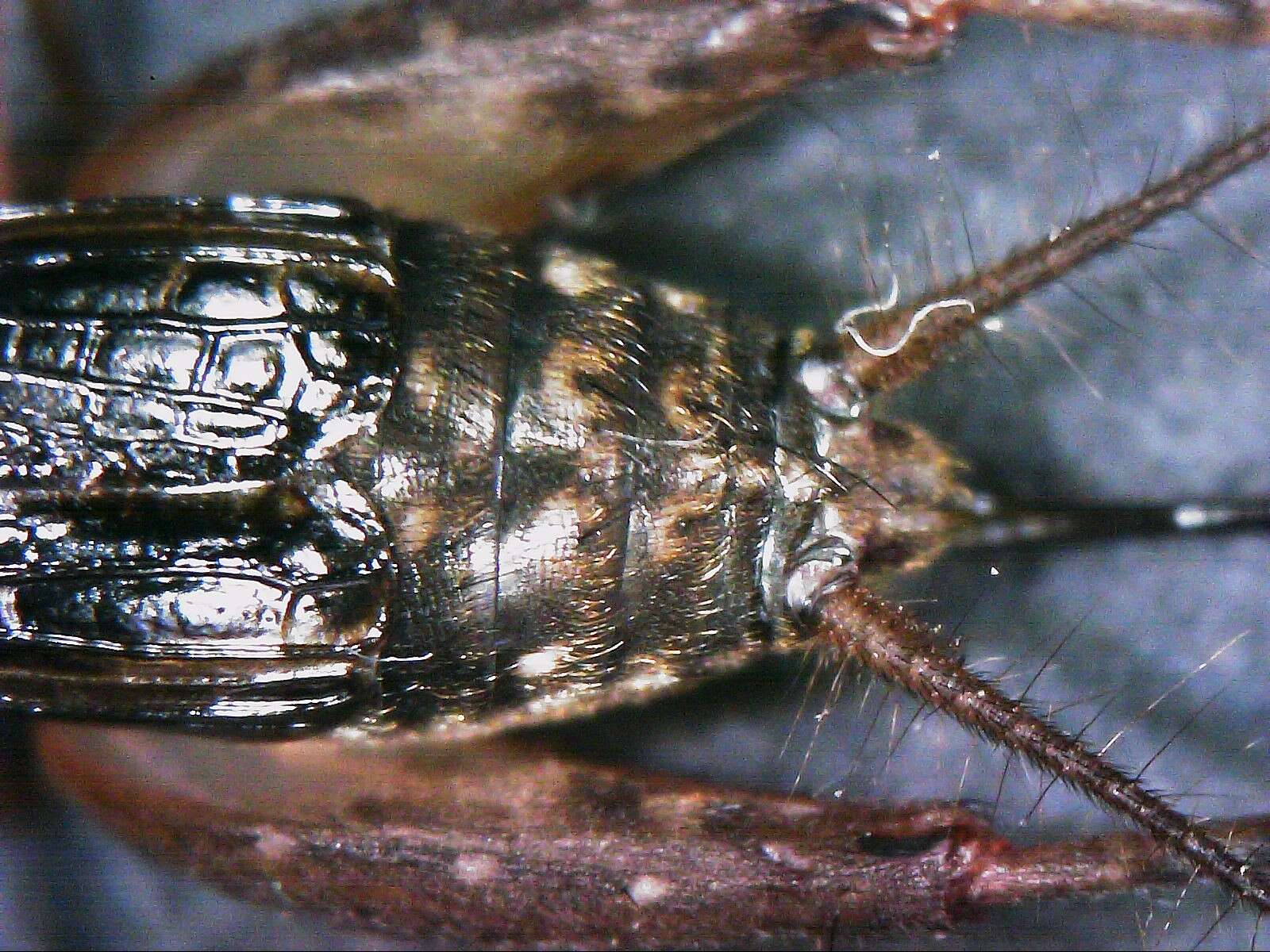 Image of Cuban Ground Cricket