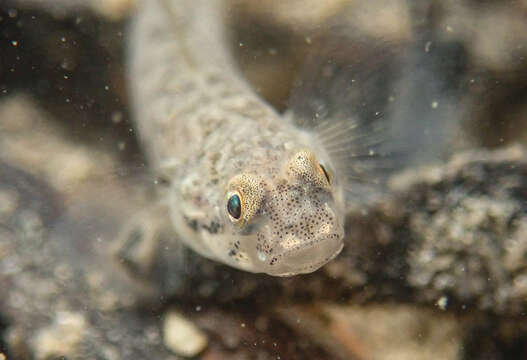 Image of Masago snubnose goby