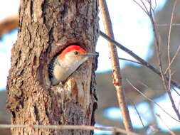 Image of Red-bellied Woodpecker