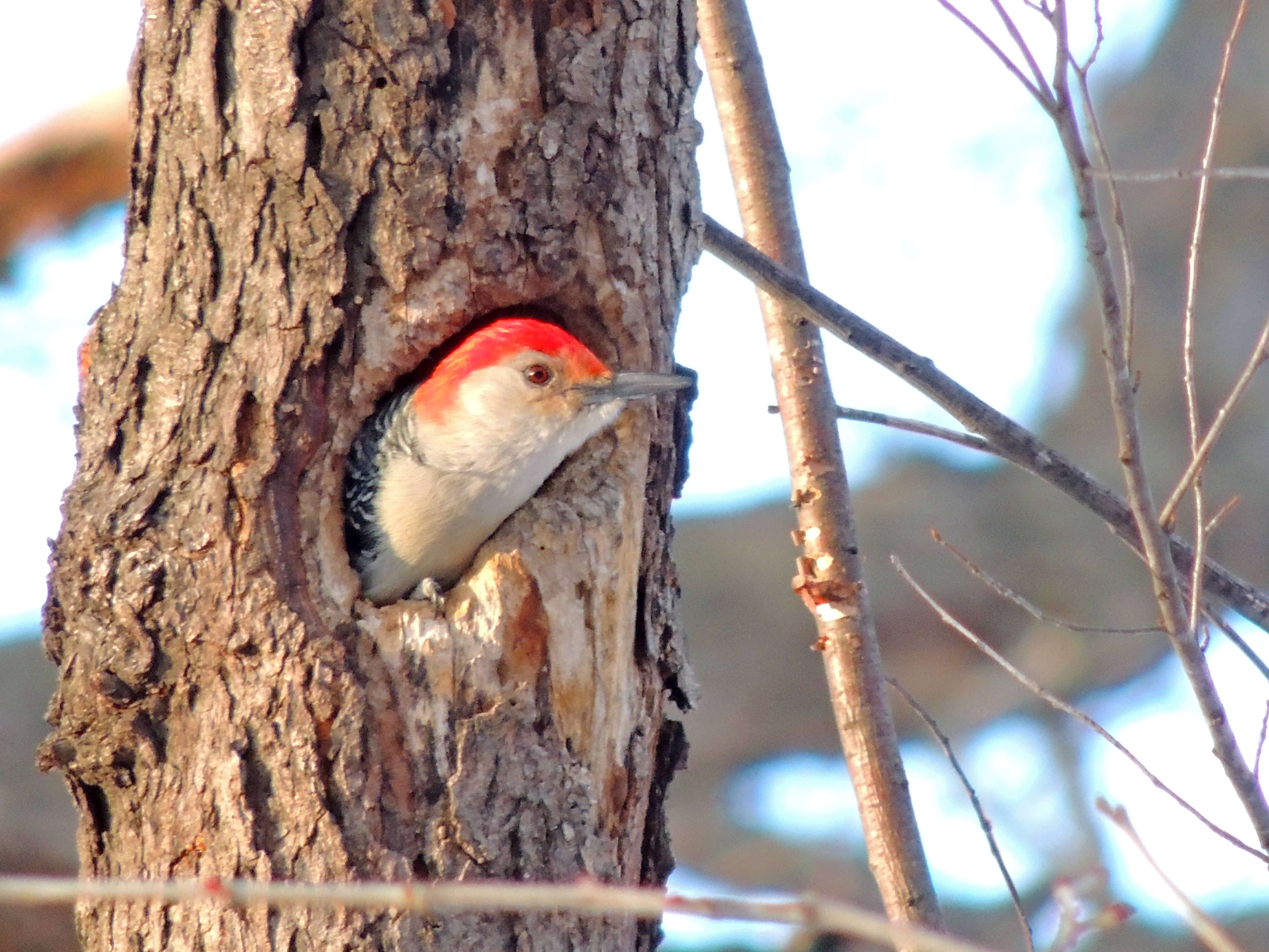 Image of Red-bellied Woodpecker