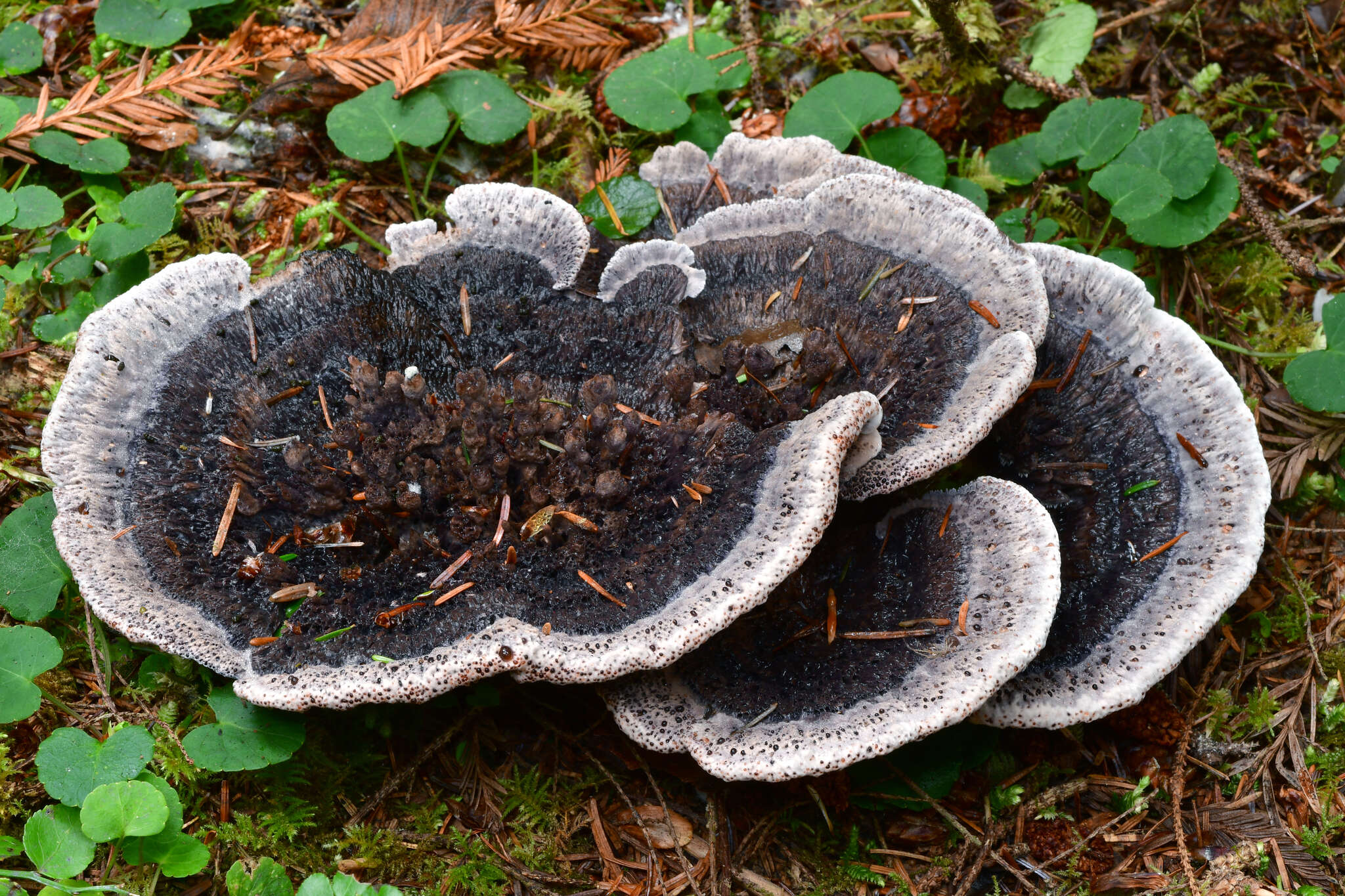 Image of Hydnellum cyanopodium K. A. Harrison 1964