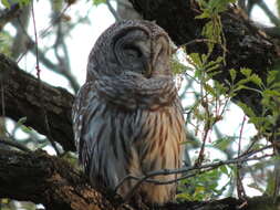 Image of Barred Owl