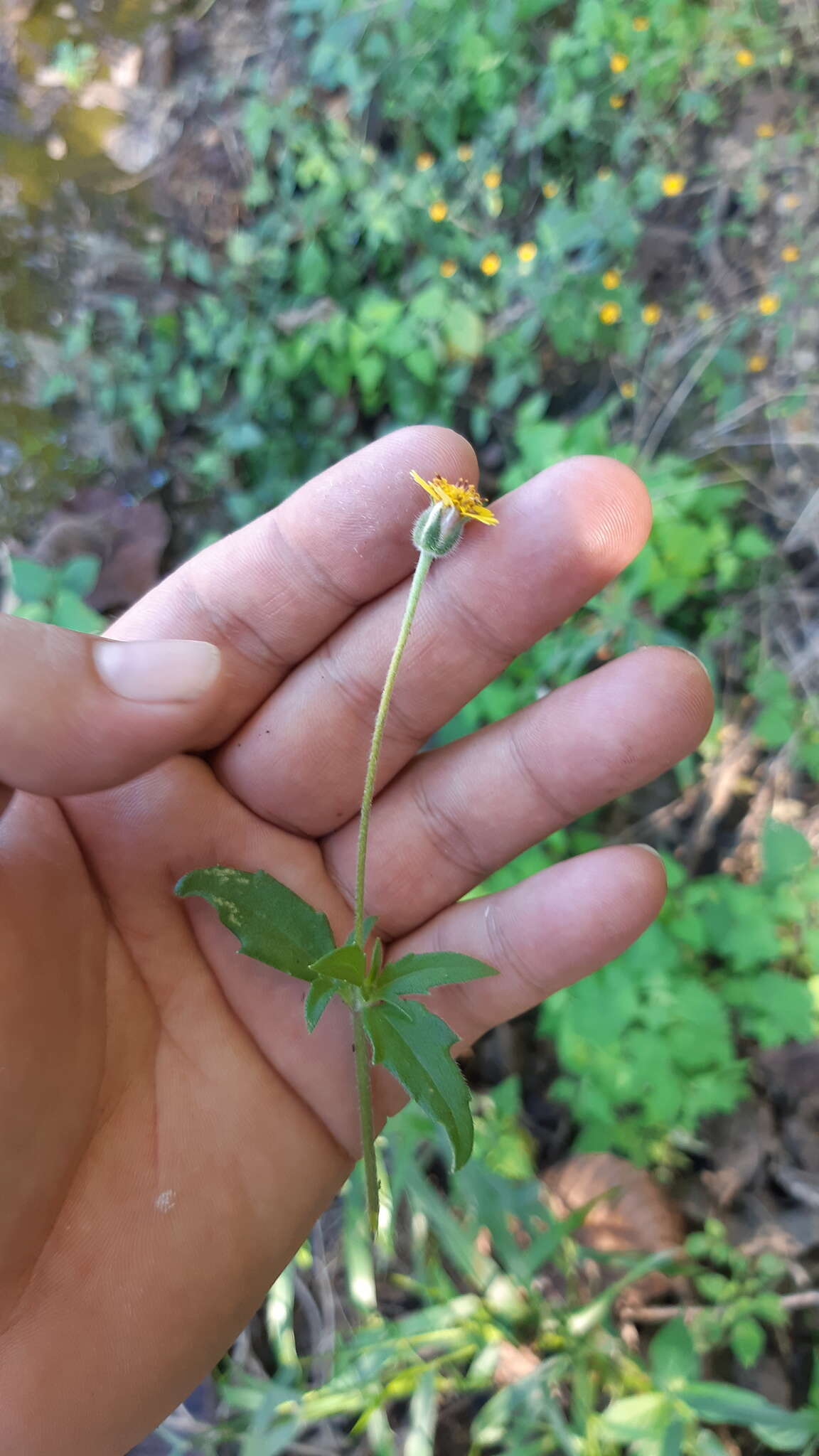 Imagem de Tridax tenuifolia J. N. Rose