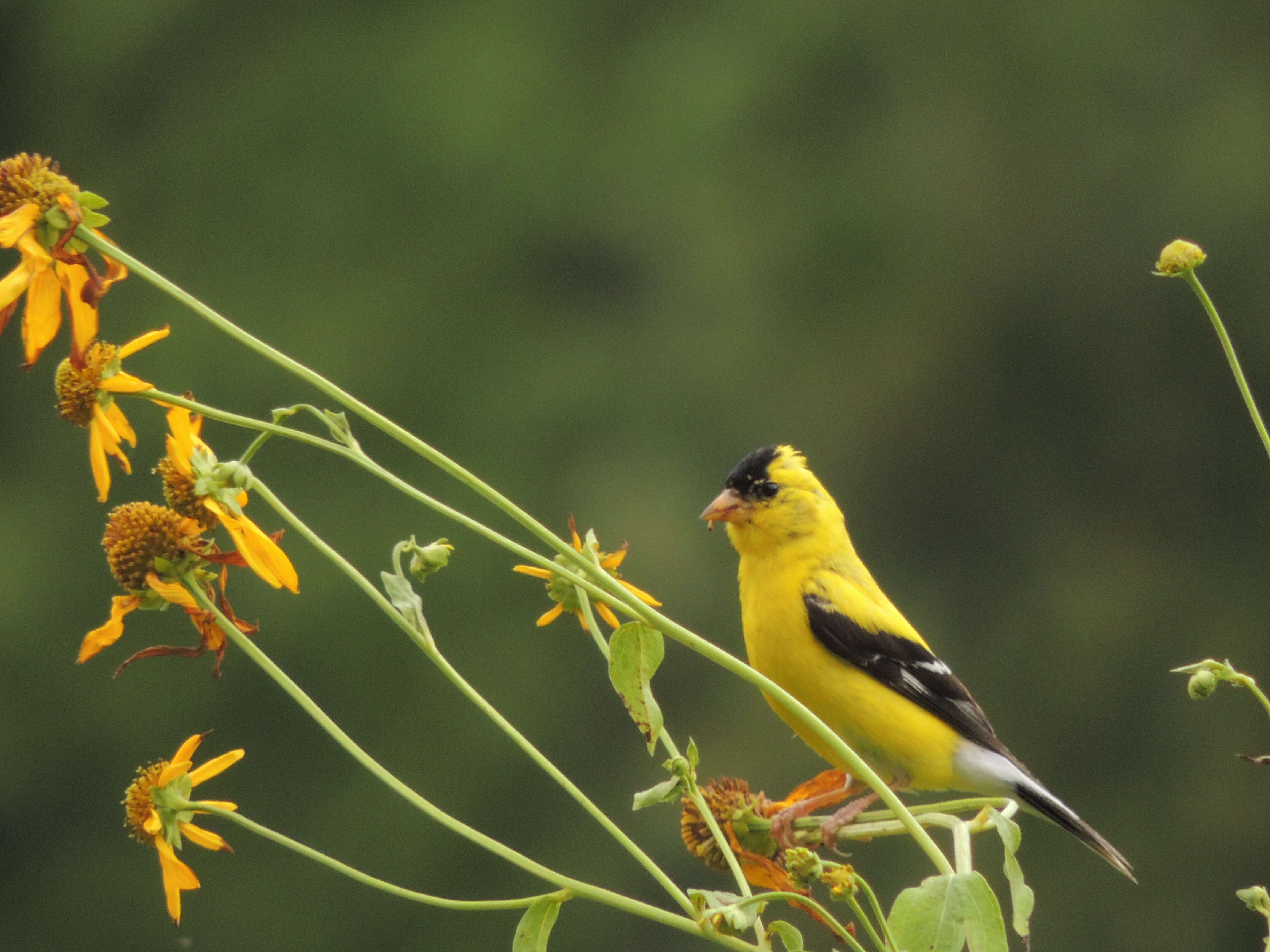 Image of American Goldfinch