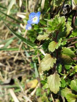 Image of birdeye speedwell