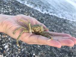 Image of doubtful spider crab