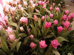 Imagem de Curcuma alismatifolia Gagnep.