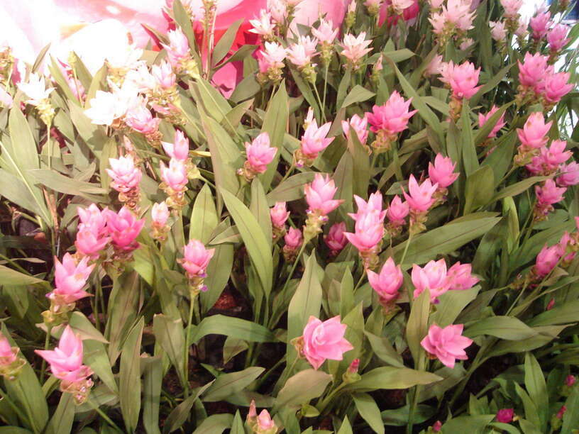 Imagem de Curcuma alismatifolia Gagnep.