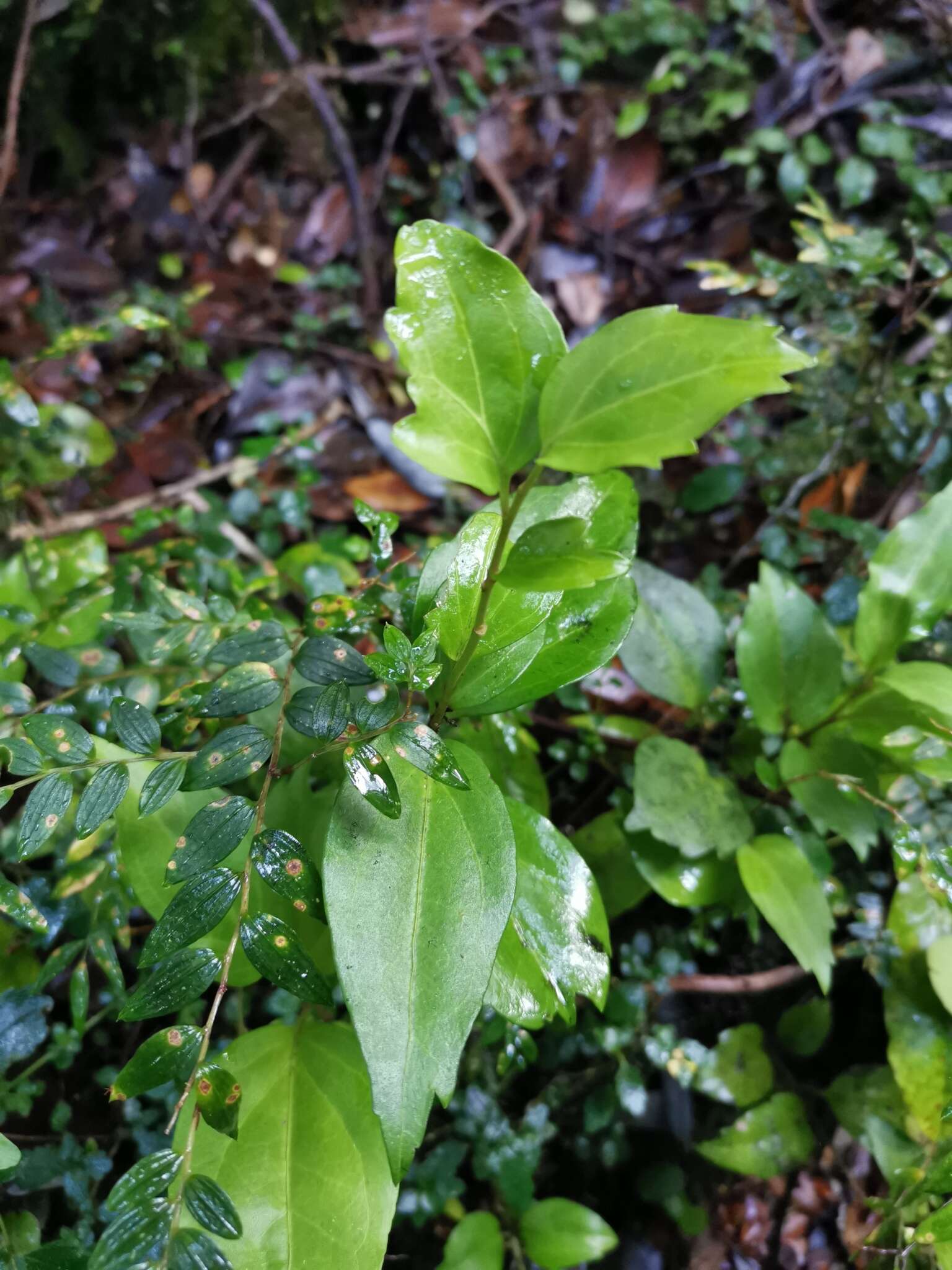 Image of Griselinia racemosa (Phil.) Taub.