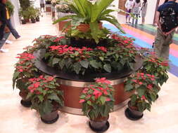 Image of poinsettia