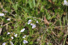 Image of Scaevola albida (Smith) Druce