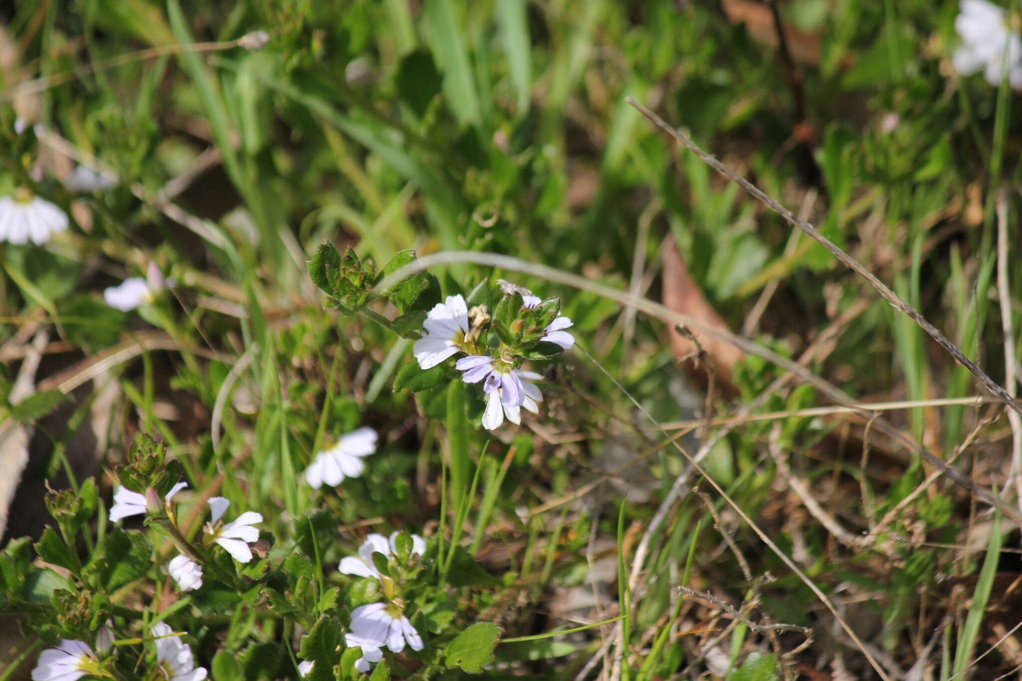 Image of Scaevola albida (Smith) Druce