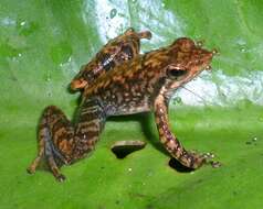 Image of Black Torrent Frog