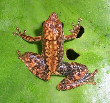 Image of Black Torrent Frog