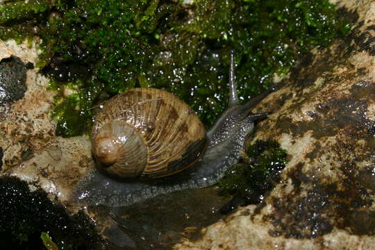 Image of <i>Cantareus subapertus</i>