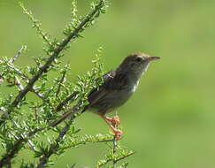 Sivun Cisticola subruficapilla jamesi Lynes 1930 kuva