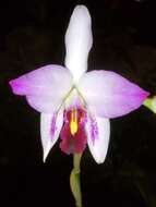 Image of Laelia anceps Lindl.