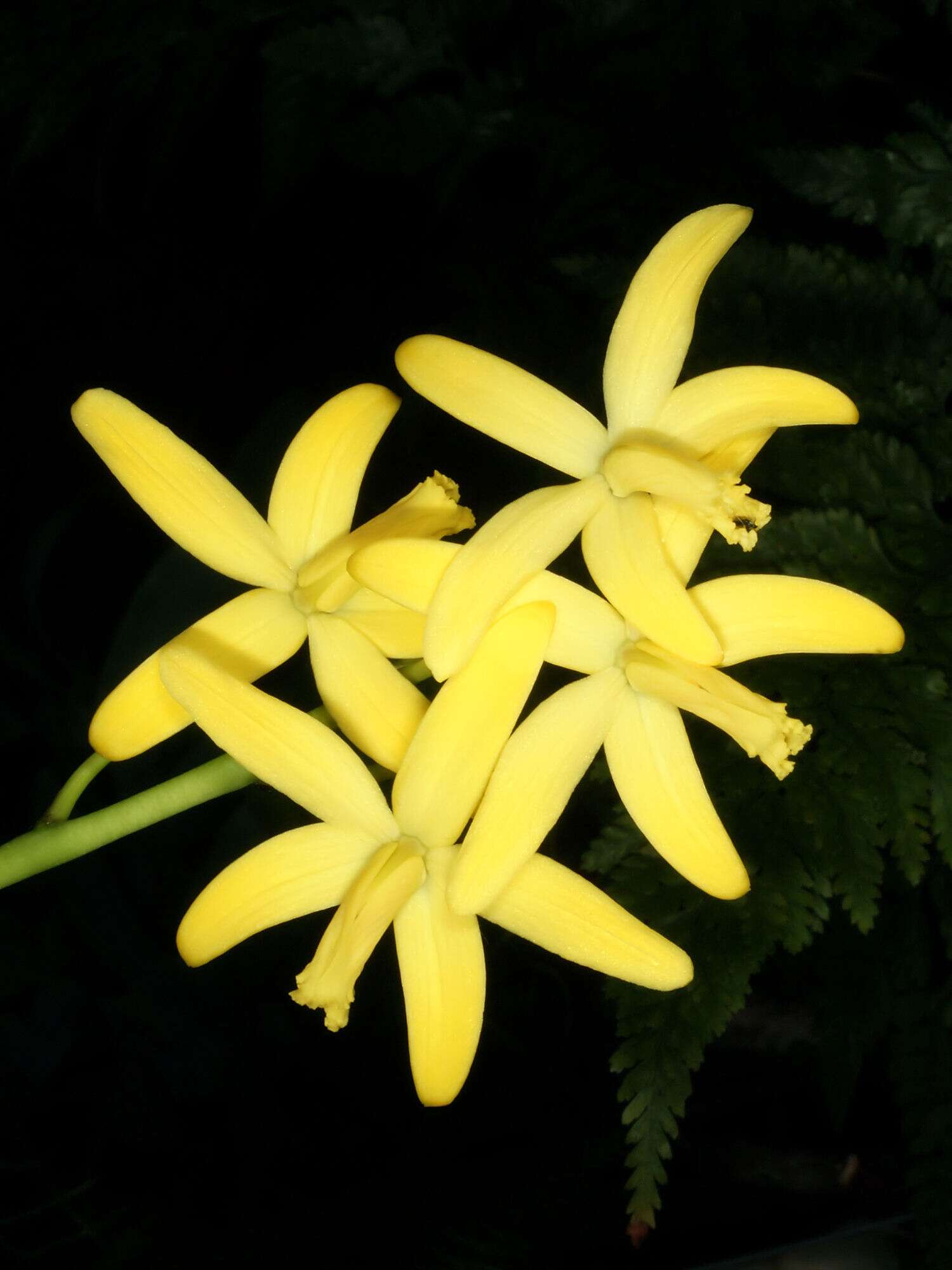 Image of Cattleya crispata (Thunb.) Van den Berg