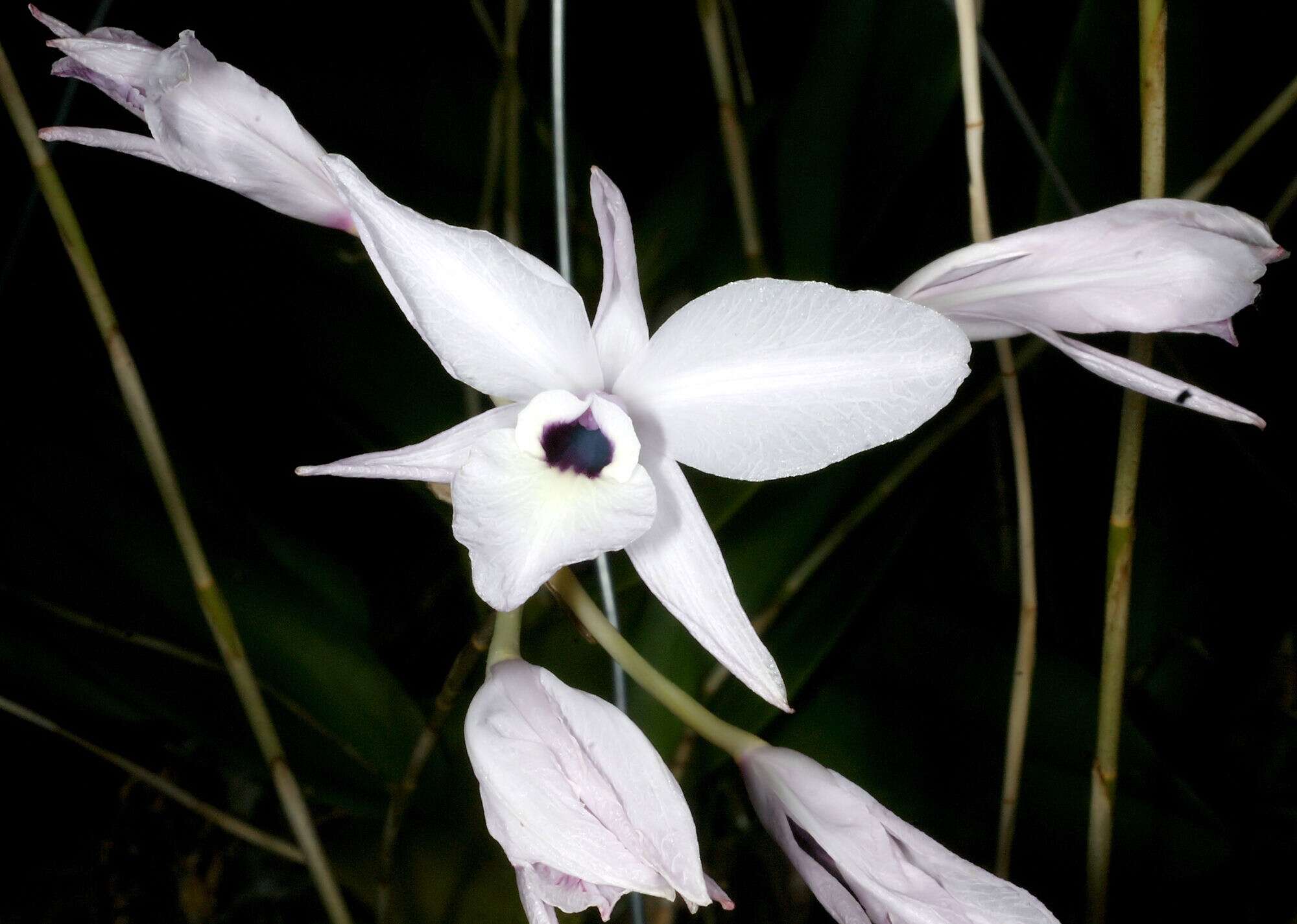 Plancia ëd Laelia rubescens Lindl.