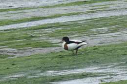 Image of shelduck, common shelduck