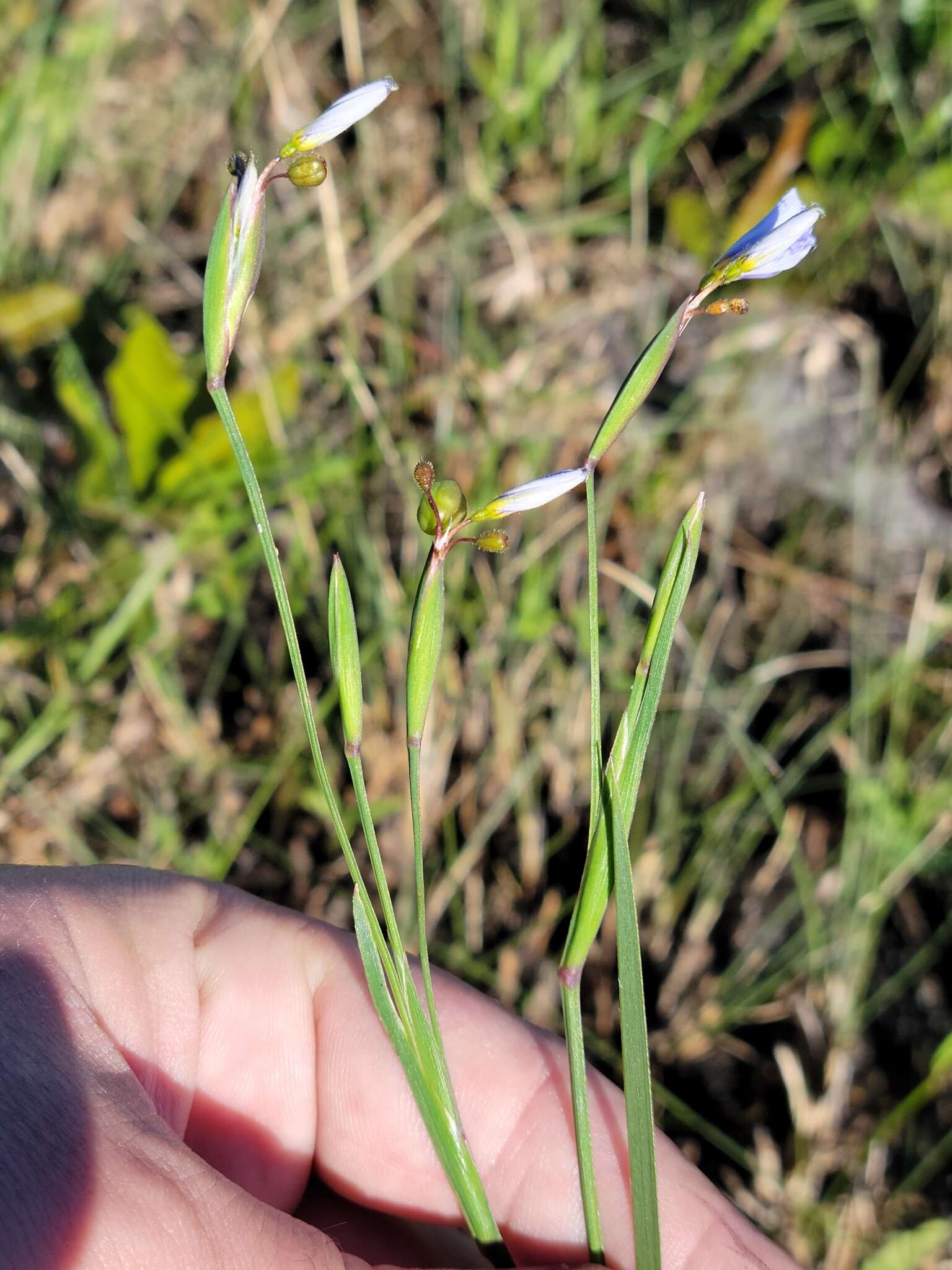 Sisyrinchium nashii E. P. Bicknell的圖片