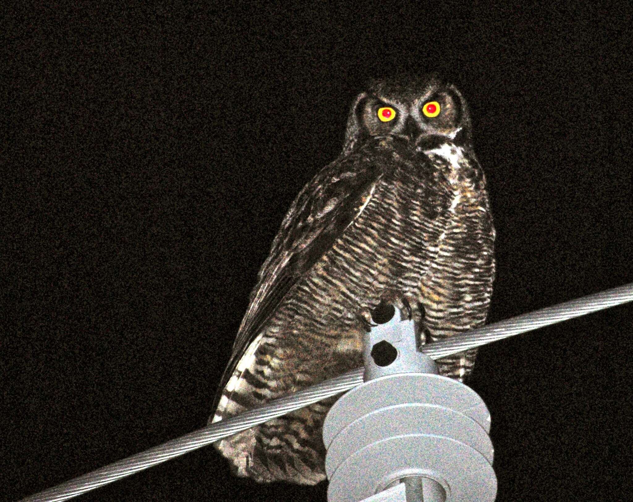 Image of Eagle-owls