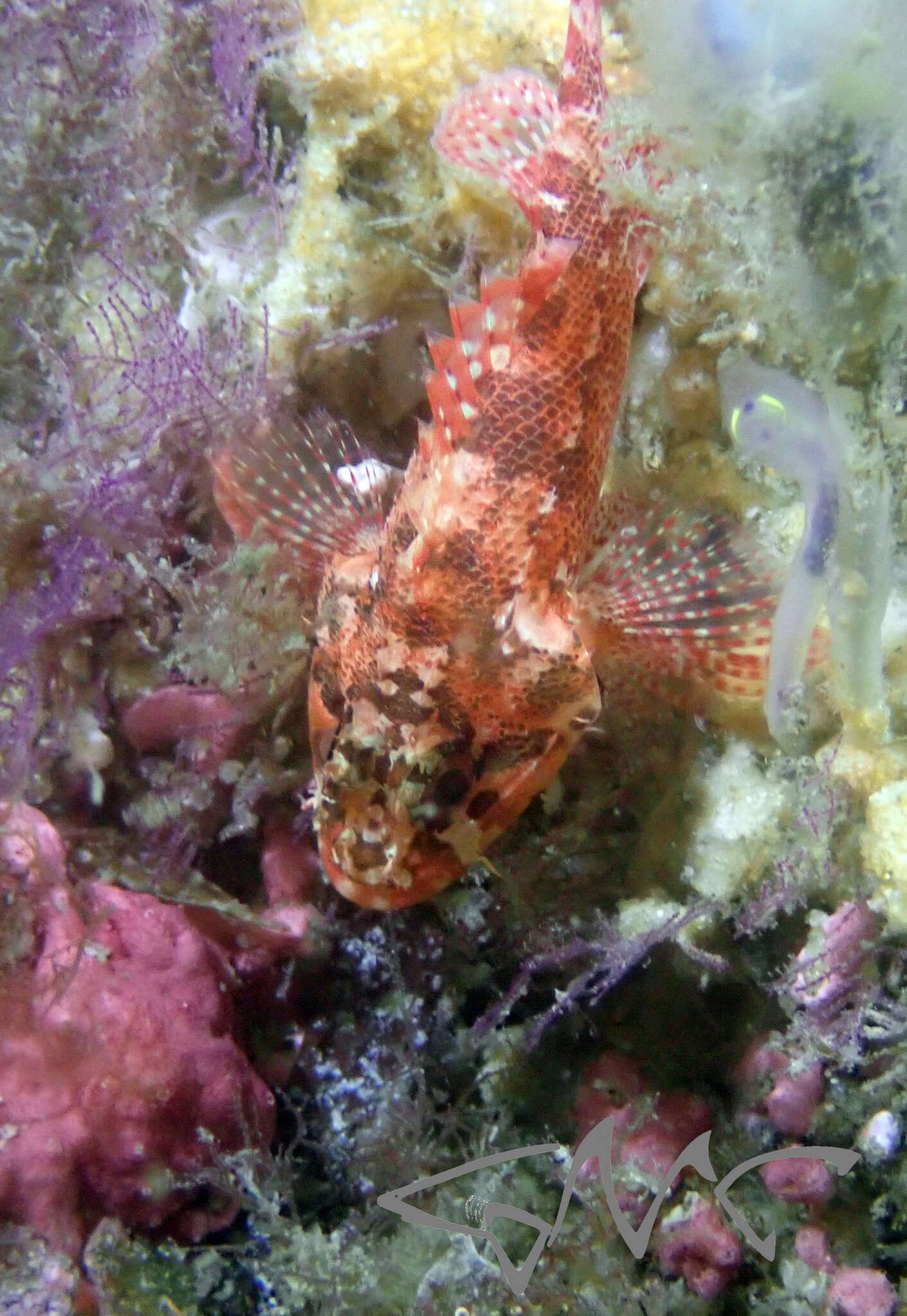 Image of Cheekspot scorpionfish