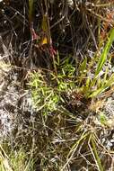 Image of Anisotome filifolia (Hook. fil.) Cockayne & Laing