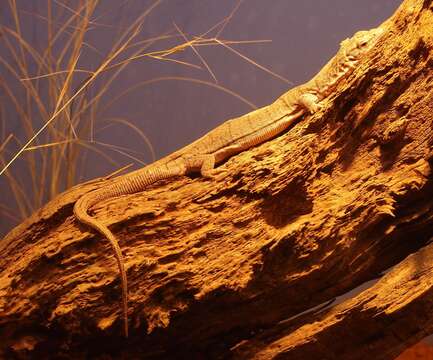 Image of Pygmy Mulga Monitor