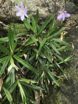 Image of Xerophyta elegans (Balf.) Baker