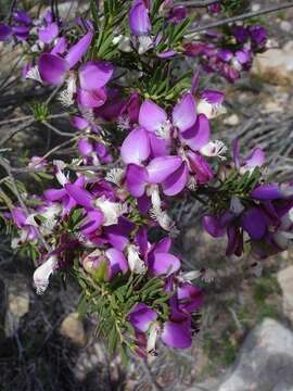 Image of Polygala myrtifolia var. pinifolia (Lam. ex Poir.) J. A. R. Paiva