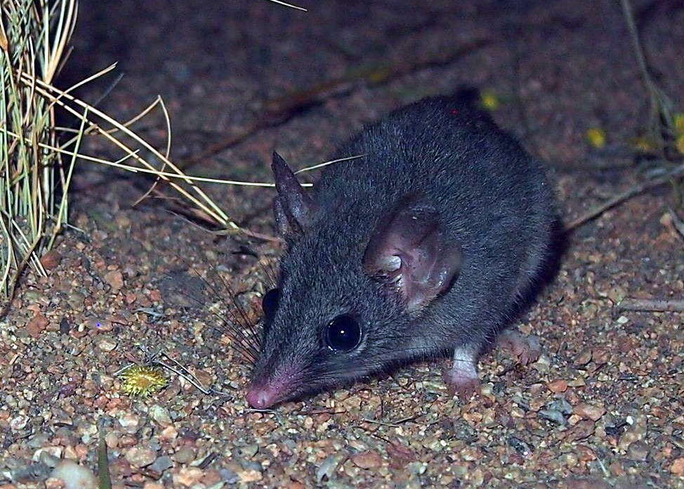 Image of Red-tailed Phascogale