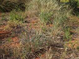 Image of Australian millet