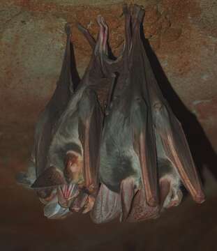 Image of false vampire bats