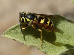 Image of Western Yellowjacket