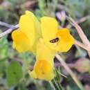 صورة Linaria viscosa (L.) Dum.-Courset