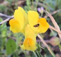 Imagem de Linaria viscosa (L.) Dum.-Courset