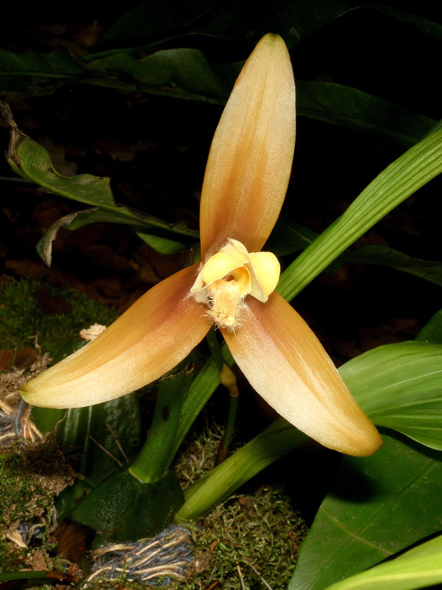 Image of lycaste