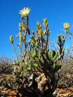 Image of Mitrophyllum clivorum (N. E. Br.) Schwant.