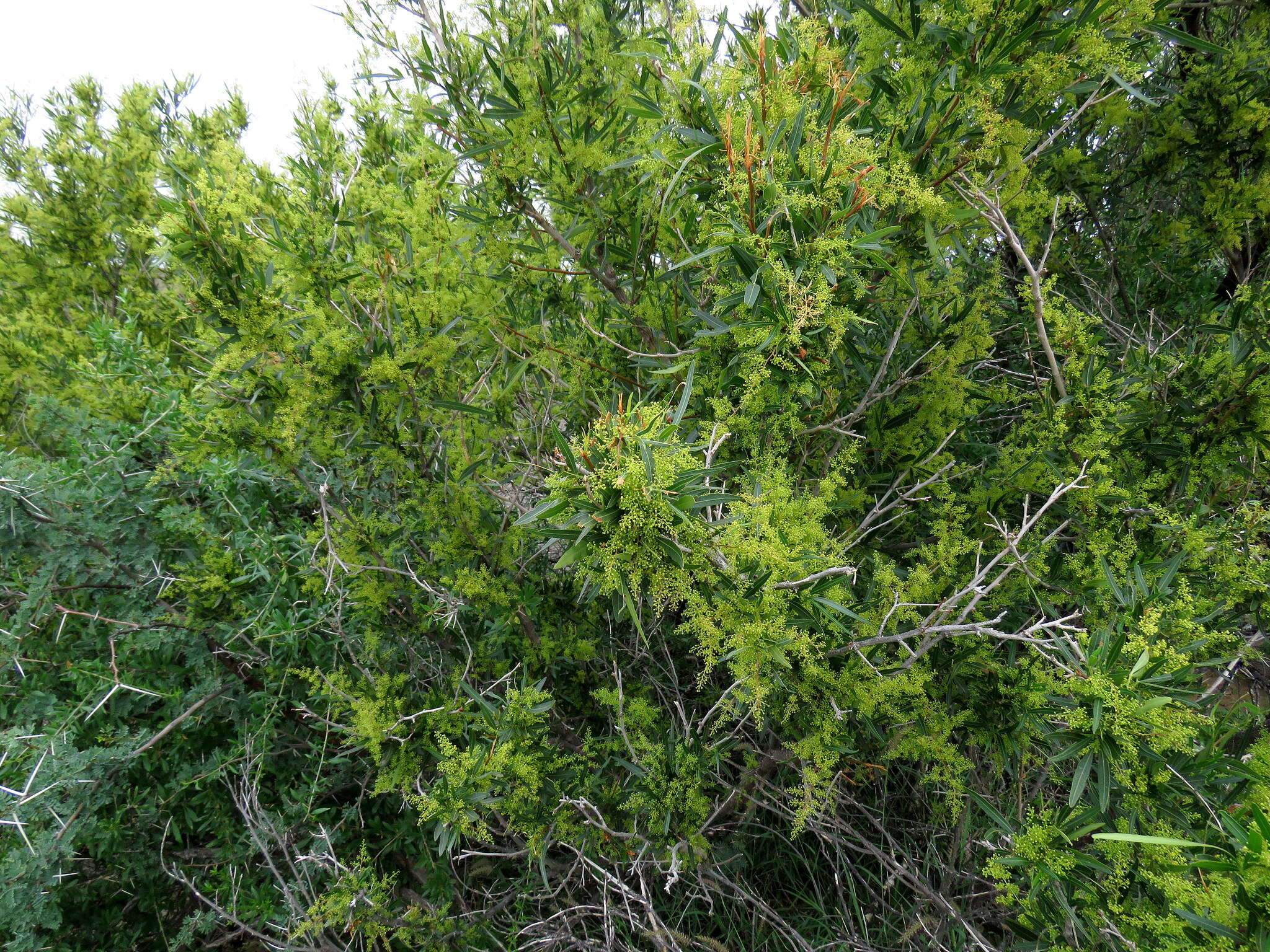 Image of African sumac