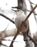 Image of Sitta carolinensis carolinensis Latham 1790